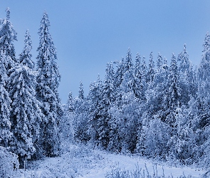 Śnieg, Las, Drzewa iglaste, Ośnieżone, Zima