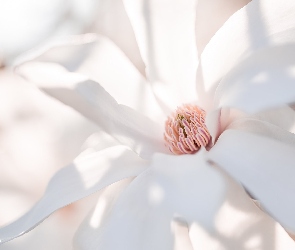 Makro, Magnolia, Kwiat, Biały