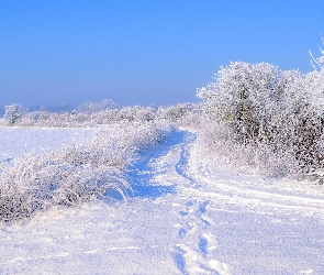 Zaśnieżone, Krzewy, Droga, Pole, Zima