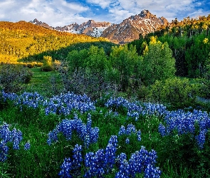 Kolorado, Mount Sneffels, Stany Zjednoczone, San Juan Mountains, Łąka, Góry, Łubin, Drzewa