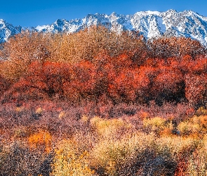 Alabama Hills, Krzewy, Góry, Drzewa, Kalifornia, Jesień, Stany Zjednoczone, Hrabstwo Inyo