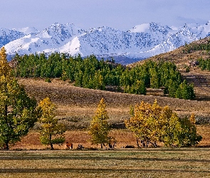 Wzgórza, Drzewa, Góry, Pola