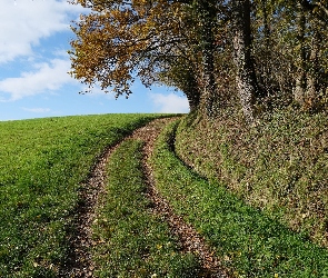 Drzewa, Zakręt, Pole, Droga