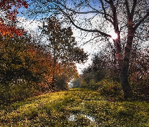 Jesień, Promienie słońca, Drzewa, Las, Trawa, Krzewy