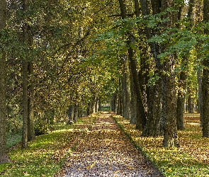 Park, Aleja, Droga, Drzewa, Jesień