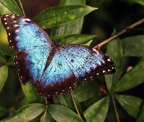 Liście, Morpho peleides, Niebiesko-czarny, Motyl
