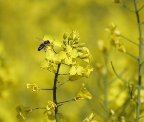 Kwiaty, Pszczoła, Rzepak