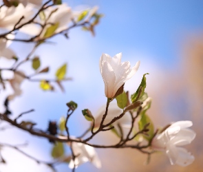 Krzew, Kwiat, Biała, Magnolia