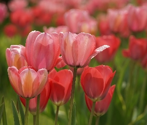 Liście, Rozmycie, Kwiaty, Tulipany