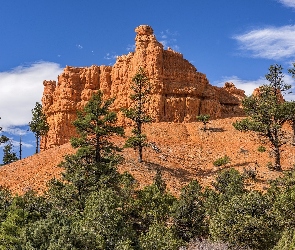 Skały, Stany Zjednoczone, Stan Utah, Park Narodowy Bryce Canyon, Drzewa