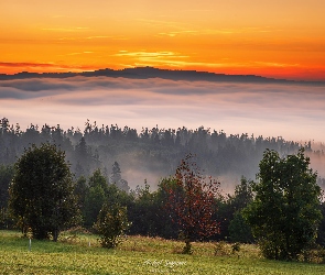 Niebo, Zachód słońca, Góry, Drzewa, Poronim, Polska, Tatry, Małopolskie, Mgła, Podhale, Lasy