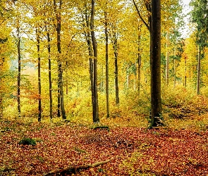 Jesień, Drzewa, Las, Pożółkłe