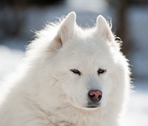 Biały, Puszysty, Samojed, Pies