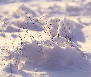 Trawa, Sucha, Zima, Śnieg