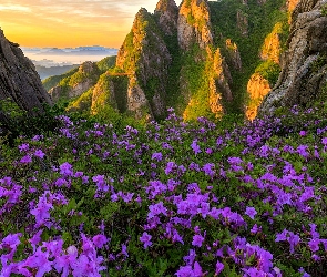 Skały, Różaneczniki, Góry, Fioletowe, Park Narodowy Wolchulsan, Kwiaty, Korea Południowa, Łąka