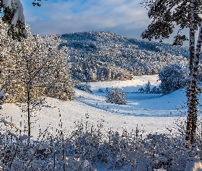 Śnieg, Drzewa, Ośnieżone, Góry, Zima