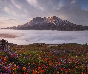 Stany Zjednoczone, Wschód słońca, Castilleja, Stan Waszyngton, Wulkan Mount St Helens, Góry Kaskadowe, Drzewa, Łąka, Góra, Kwiaty