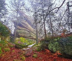 Gałęzie, Drzewa, Skały, Omszone, Głazy, Las