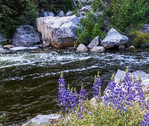Rzeka, Kalifornia, Łubin, Stany Zjednoczone, Park Narodowy Yosemite, Kwiaty, Merced River, Kamienie, Głazy