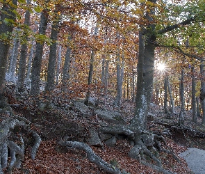 Drzewa, Liście, Słońce, Korzenie, Las