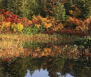 Kolorowe, Staw, Odbicie, Drzewa, Jesień