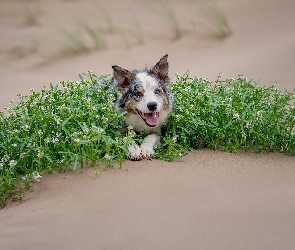 Border collie, Rośliny, Zielone, Piasek, Pies