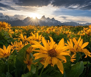 Stan Wyoming, Łąka, Stany Zjednoczone, Góry, Balsamorhiza, Park Narodowy Grand Teton, Chmury, Kwiaty