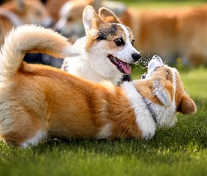 Welsh corgi cardigan, Zabawa, Dwa, Psy