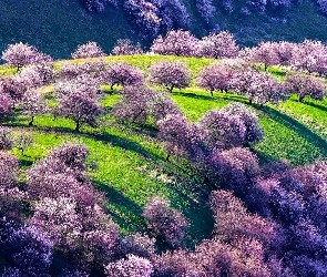 Okwiecone, Trawa, Zielona, Drzewa, Wiosna