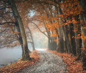 Liście, Rzeka, Ścieżka, Jesień, Drzewa, Las, Mgła