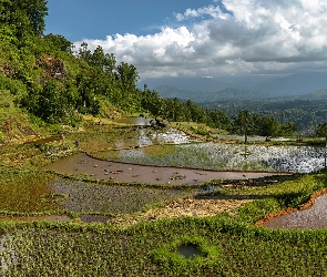 Wyspa Celebes, Drzewa, Wzgórze, Pole ryżowe, Indonezja