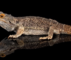 Agama brodata, Odbicie, Jaszczurka