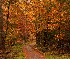Las, Liście, Ścieżka, Drzewa, Jesień