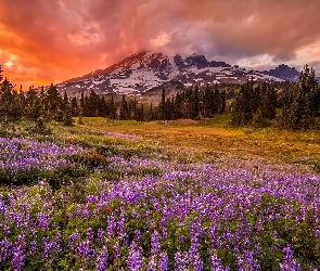 Góry, Park Narodowy Mount Rainier, Łąka, Stany Zjednoczone, Łubin, Kwiaty, Chmury, Zachód słońca, Drzewa