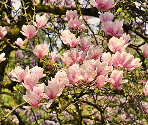 Kwiaty, Magnolia, Wiosna