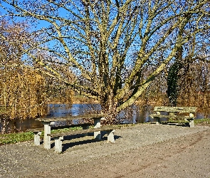 Staw, Park, Ławki, Drzewo