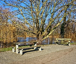 Staw, Park, Ławki, Drzewo