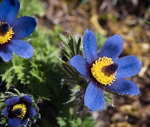Sasanki, Niebieskie, Kwiaty