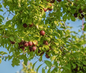 Niebo, Drzewo owocowe, Śliwki, Śliwa