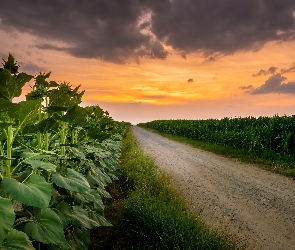 Pole, Niebo, Słoneczniki, Kukurydza, Droga