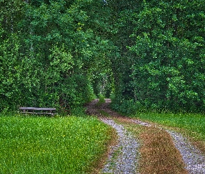 Trawa, Drzewa, Ścieżka, Las, Ławka