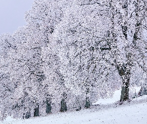 Ośnieżone, Wzgórze, Ławka, Drzewa, Zima