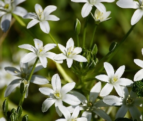 Kwiaty, Śniedek