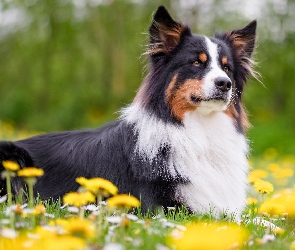 Border collie, Kwiaty, Łąka, Spojrzenie, Pies