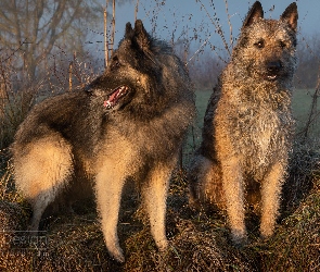 Psy, Trawa, Owczarek belgijski laekenois, Owczarek belgijski tervueren, Dwa