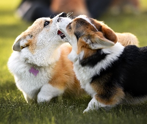 Psy, Trawa, Welsh corgi cardigan, Zabawa, Dwa