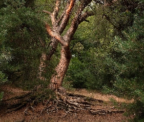 Korzenie, Wystające, Las, Drzewa