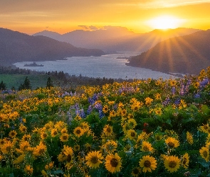 Stany Zjednoczone, Łubin, Promienie słońca, Balsamorhiza, Kwiaty, Góry, Waszyngton, Rzeka, Columbia River Gorge