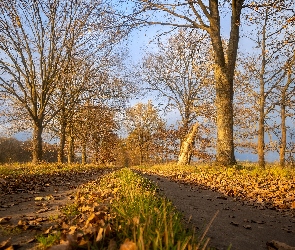 Dzień, Słoneczny, Droga, Jesień, Drzewa, Mgła