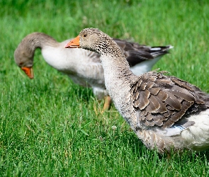 Dwie, Gęsi gęgawy, Trawa